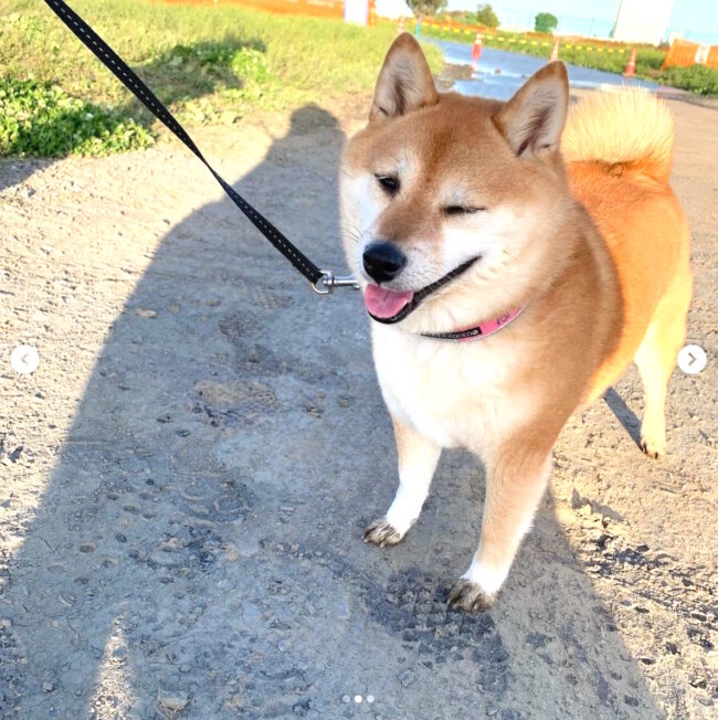 柴犬,Instagram