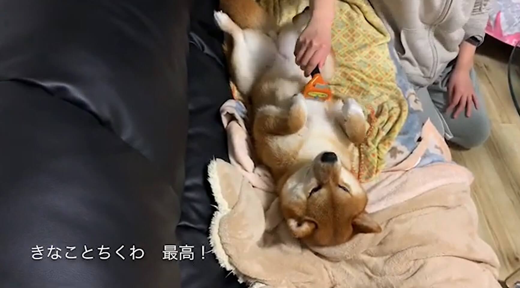 柴犬,YouTube