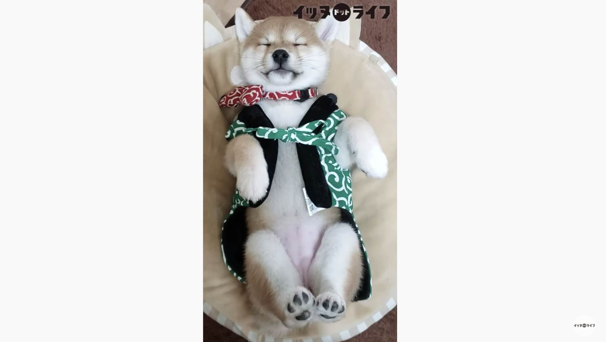 柴犬,動画,イッヌドットライフ