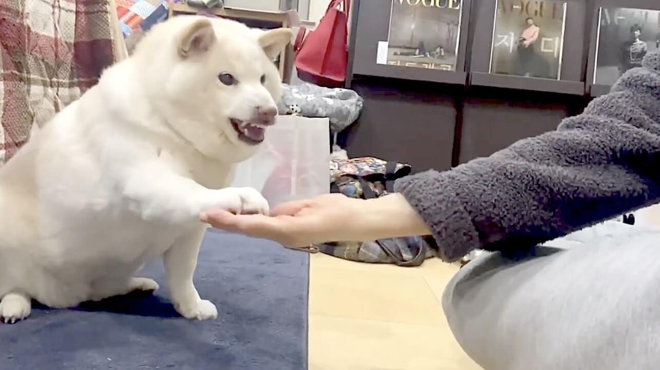 柴犬,YouTube