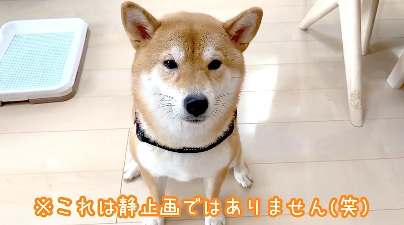 柴犬,YouTube