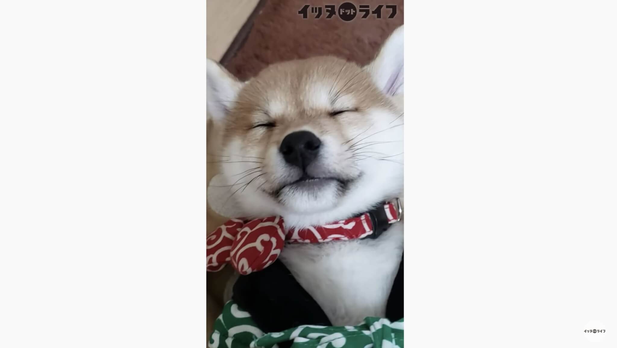 柴犬,動画,イッヌドットライフ