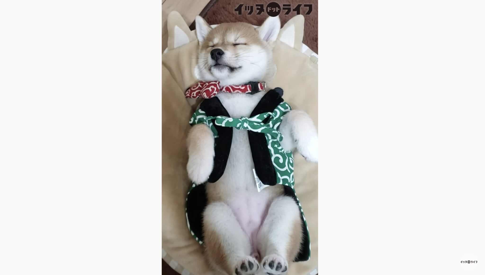 柴犬,動画,イッヌドットライフ