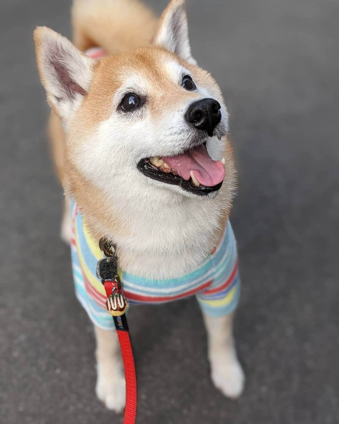 柴犬,アキナ山名,おまめ