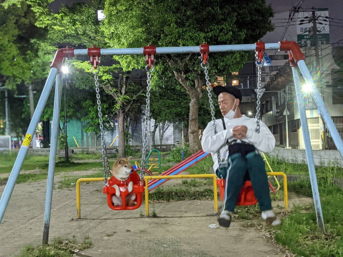 柴犬,アキナ山名,おまめ