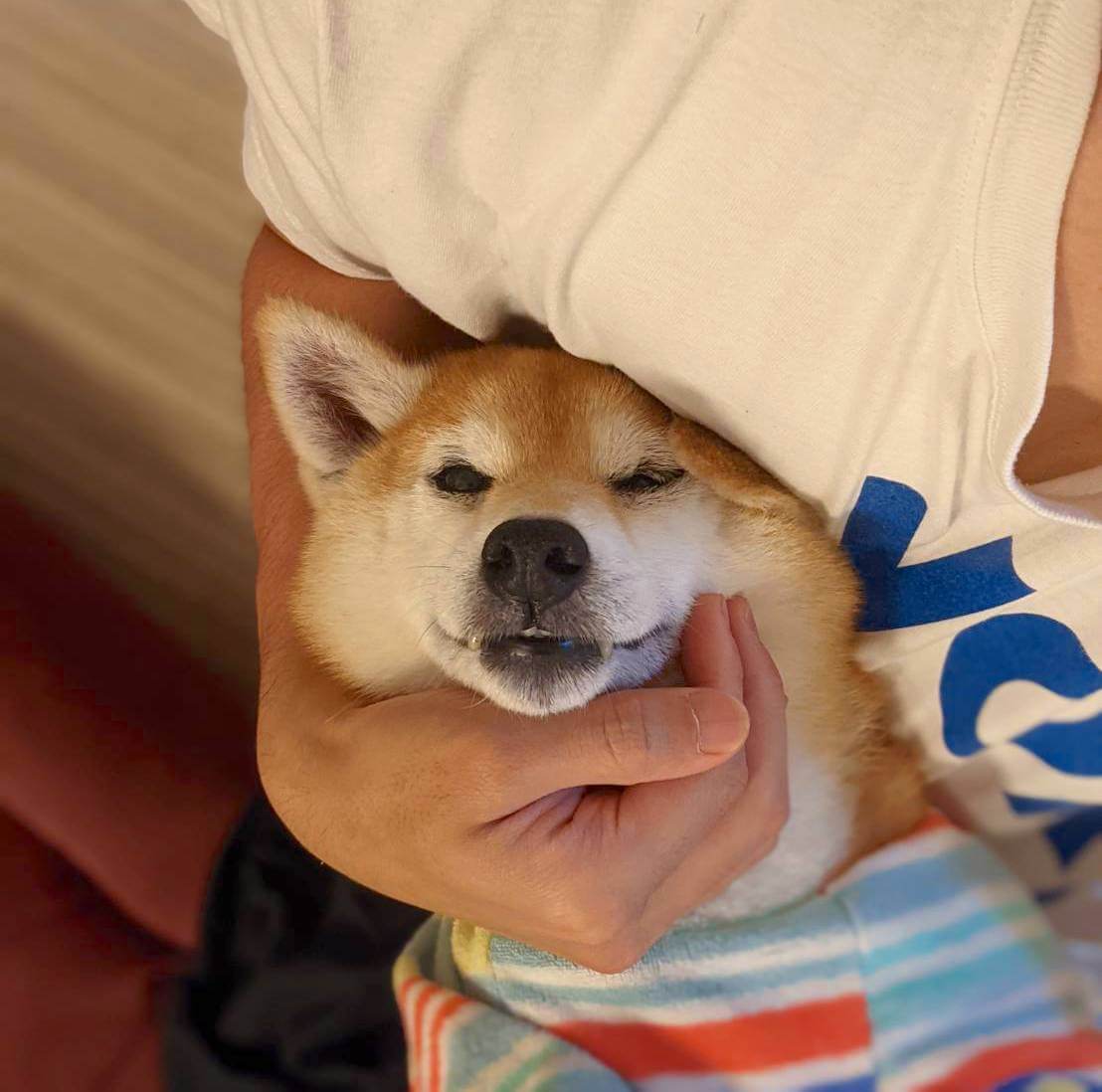 柴犬,アキナ山名,おまめ