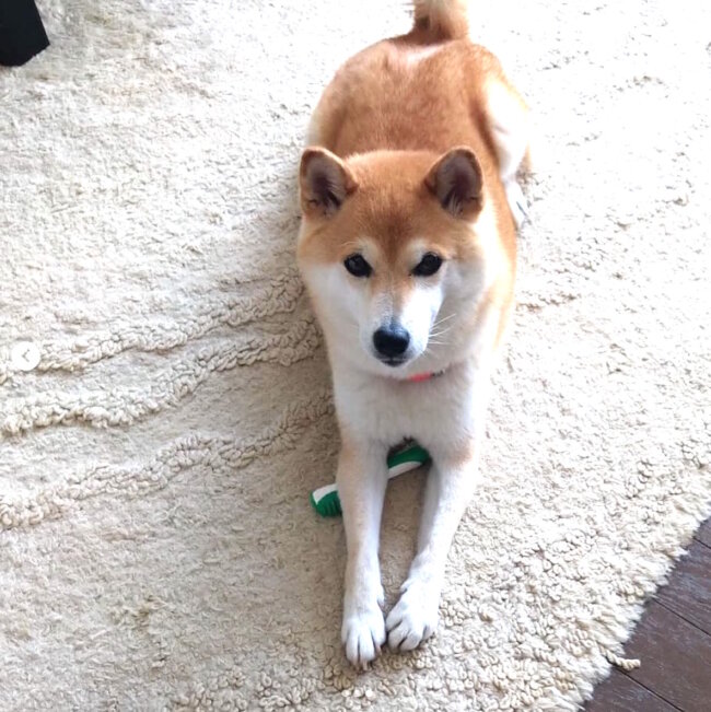 柴犬,Instagram
