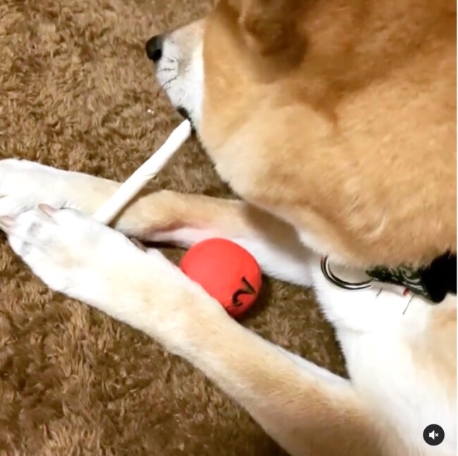 柴犬,Instagram