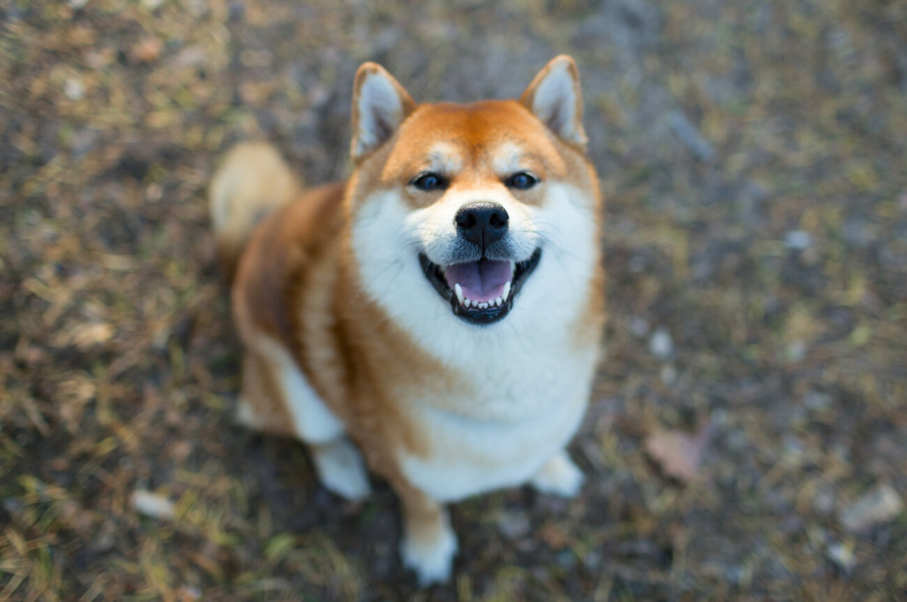 柴犬,ドッグフード工房