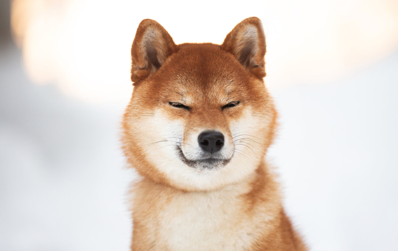 柴犬,PELTHIA(ペルシア),フード