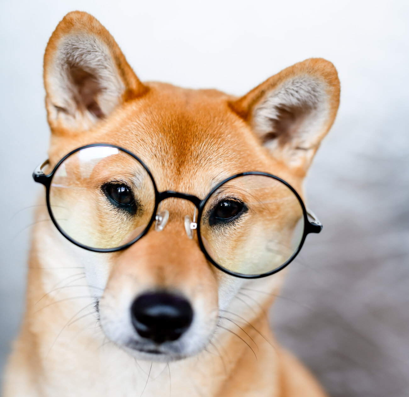 柴犬,ドッグフード工房