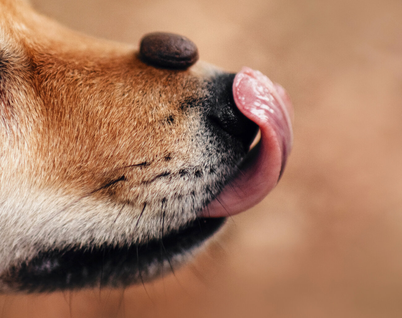 柴犬,PELTHIA(ペルシア),フード