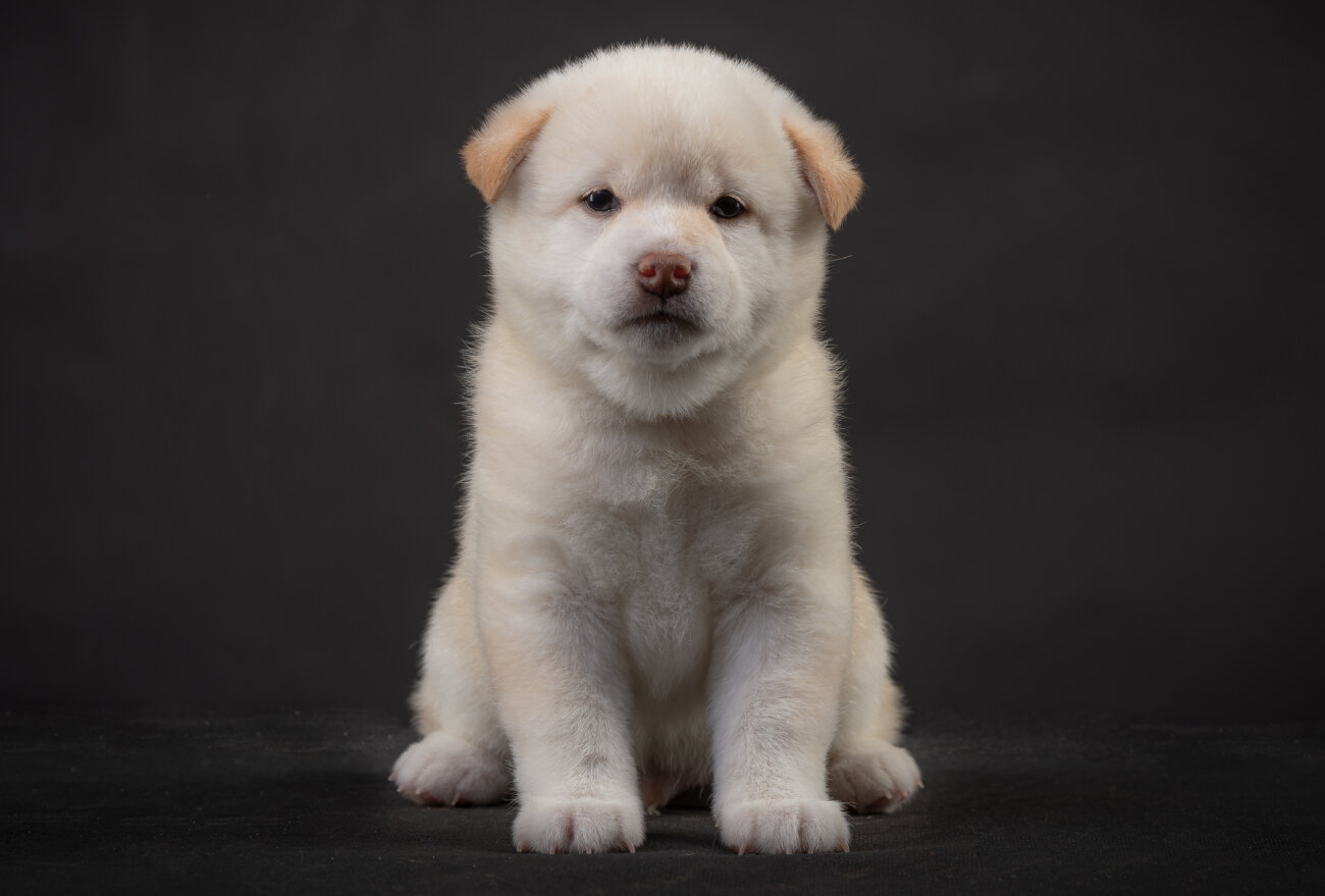 柴犬,ドッグフード工房