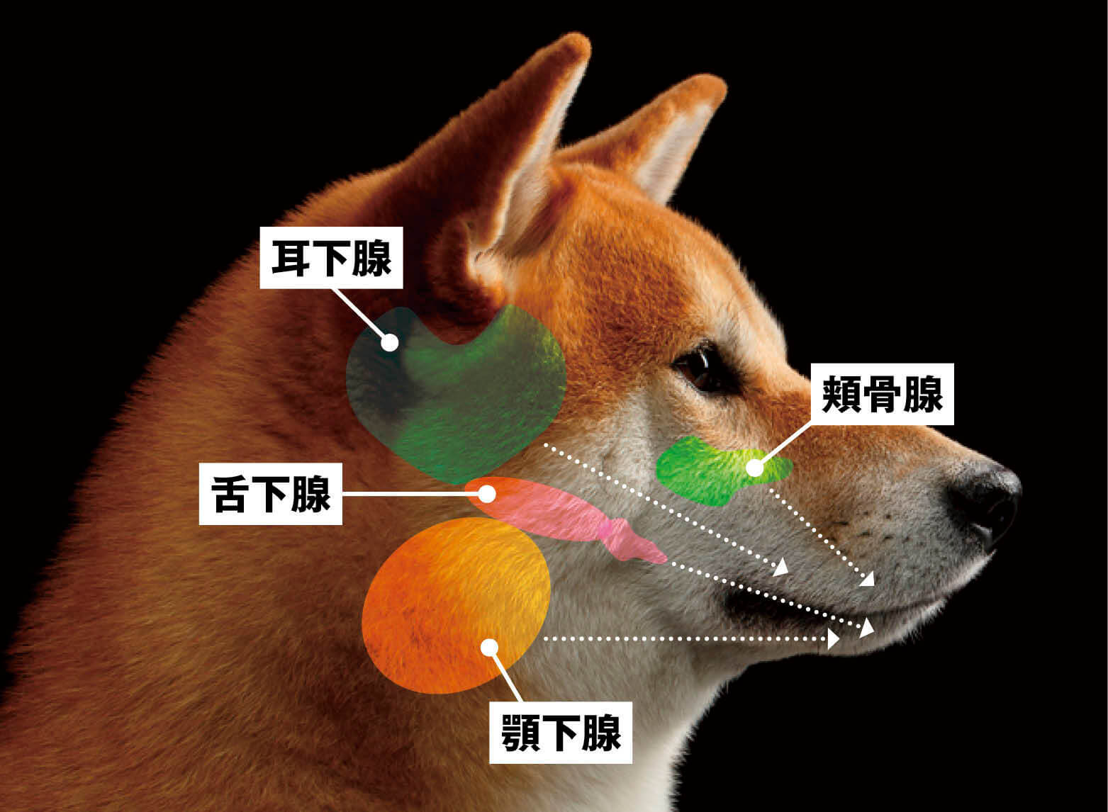 犬の唾液腺