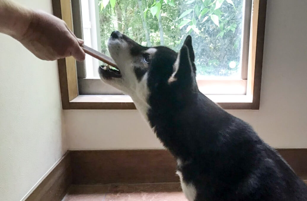 柴犬,ビルバック,ベジデントZEN,デンタルガム