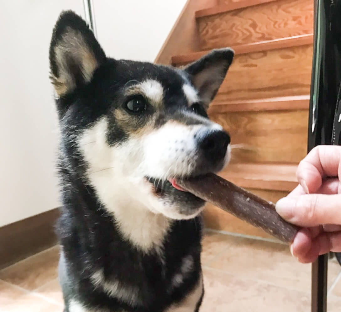 柴犬,ビルバック,ベジデントZEN,デンタルガム