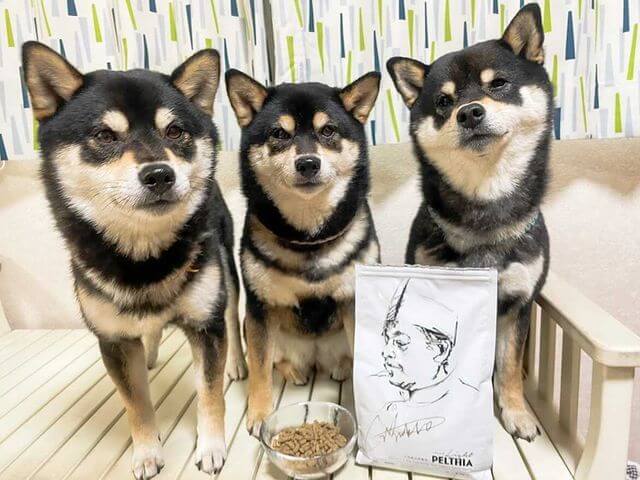 柴犬,PELTHIA(ペルシア),フード