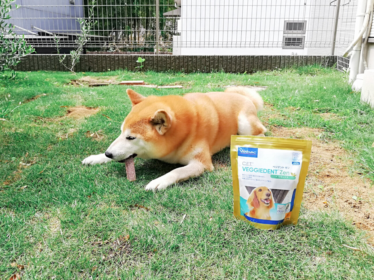 柴犬,ビルバック,ベジデントZEN,デンタルガム