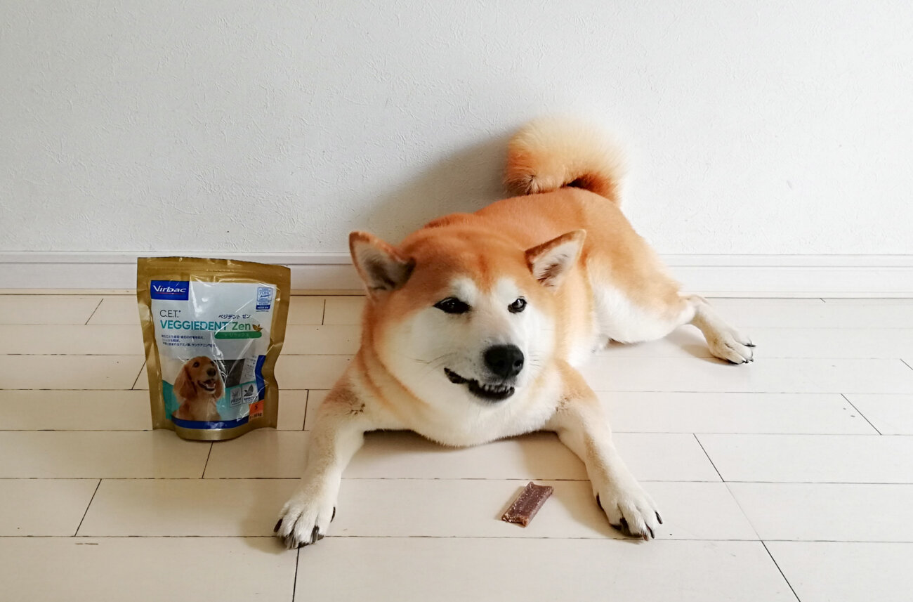 柴犬,ビルバック,ベジデントZEN,デンタルガム