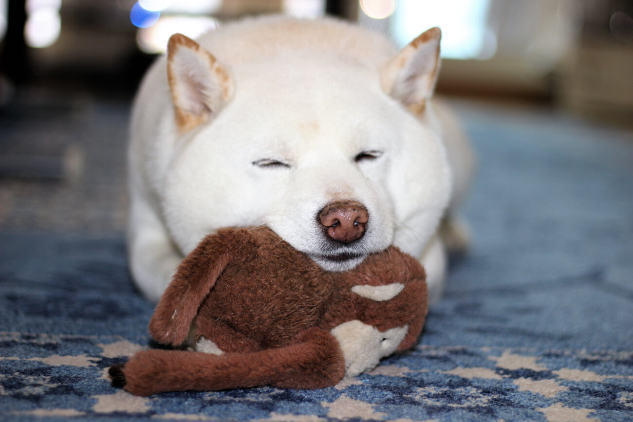 柴犬,ビルバック,ベジデントZEN,デンタルガム