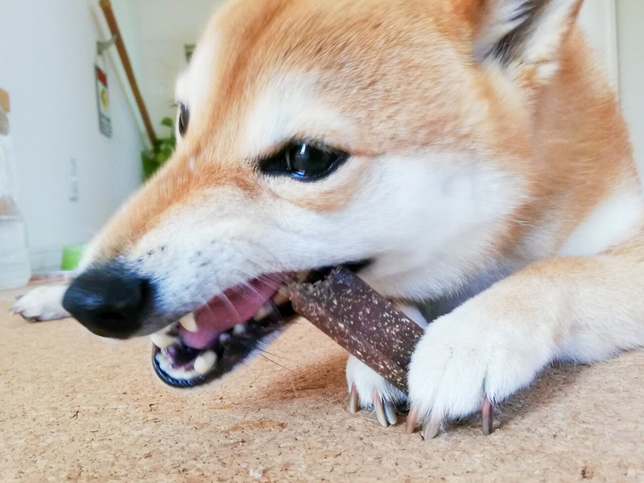 柴犬,ビルバック,ベジデントZEN,デンタルガム