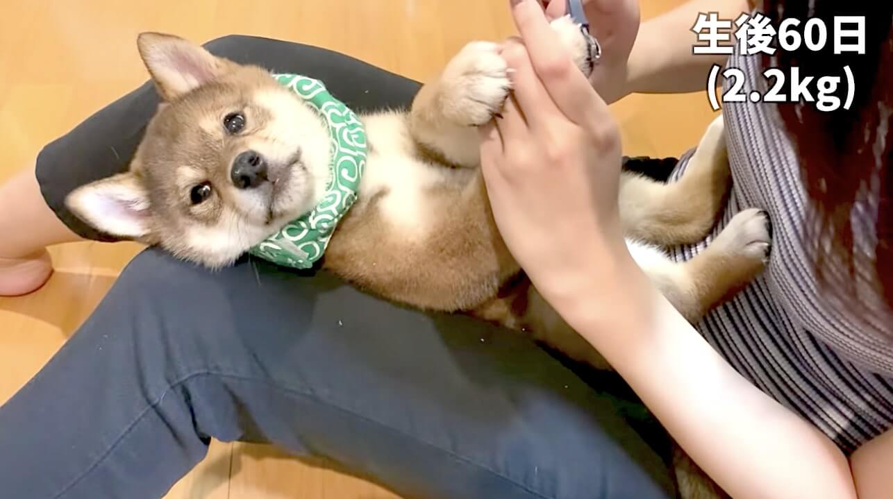 柴犬,YouTube