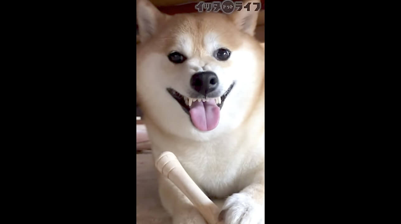 柴犬,動画,イッヌドットライフ