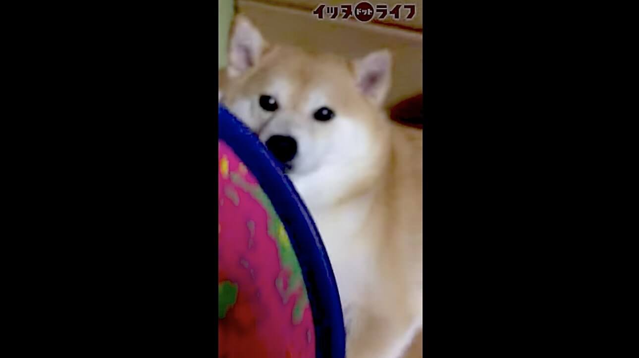 柴犬,動画,イッヌドットライフ