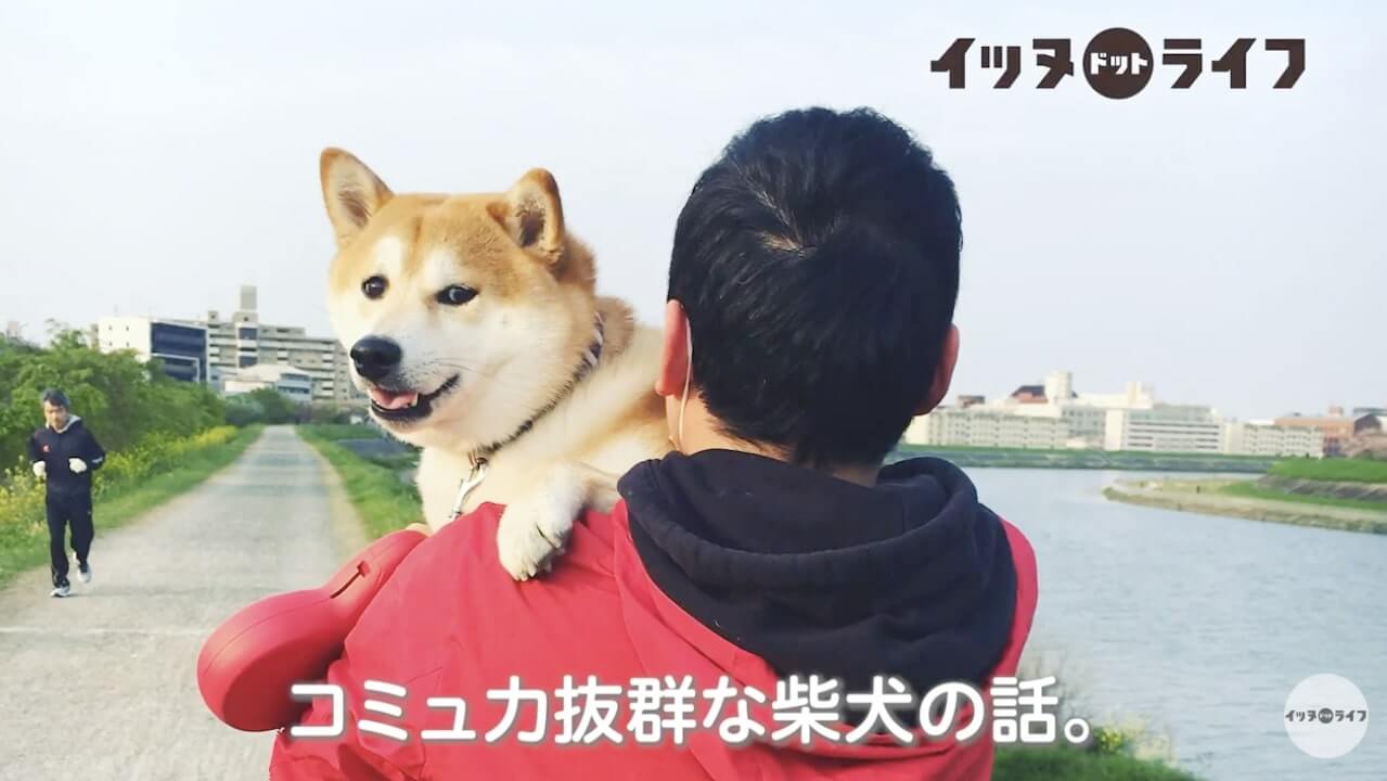 柴犬,動画,イッヌドットライフ