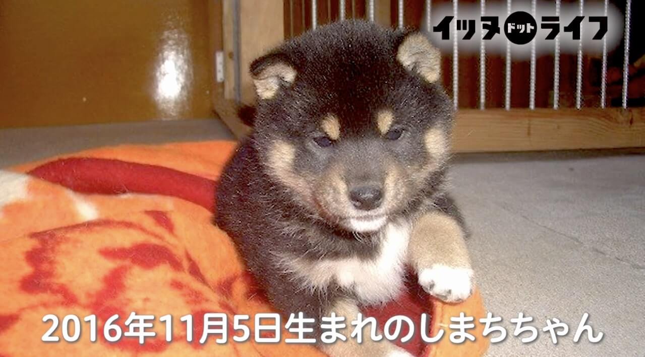 柴犬,動画,イッヌドットライフ
