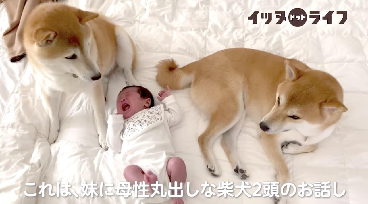 柴犬,動画,イッヌドットライフ