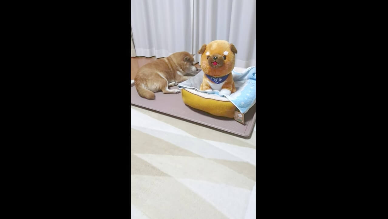柴犬,YouTube