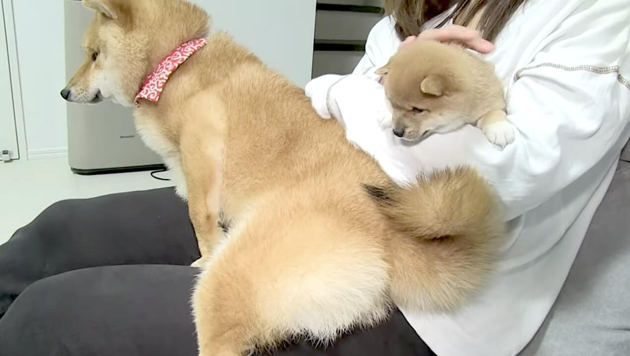 柴犬,YouTube