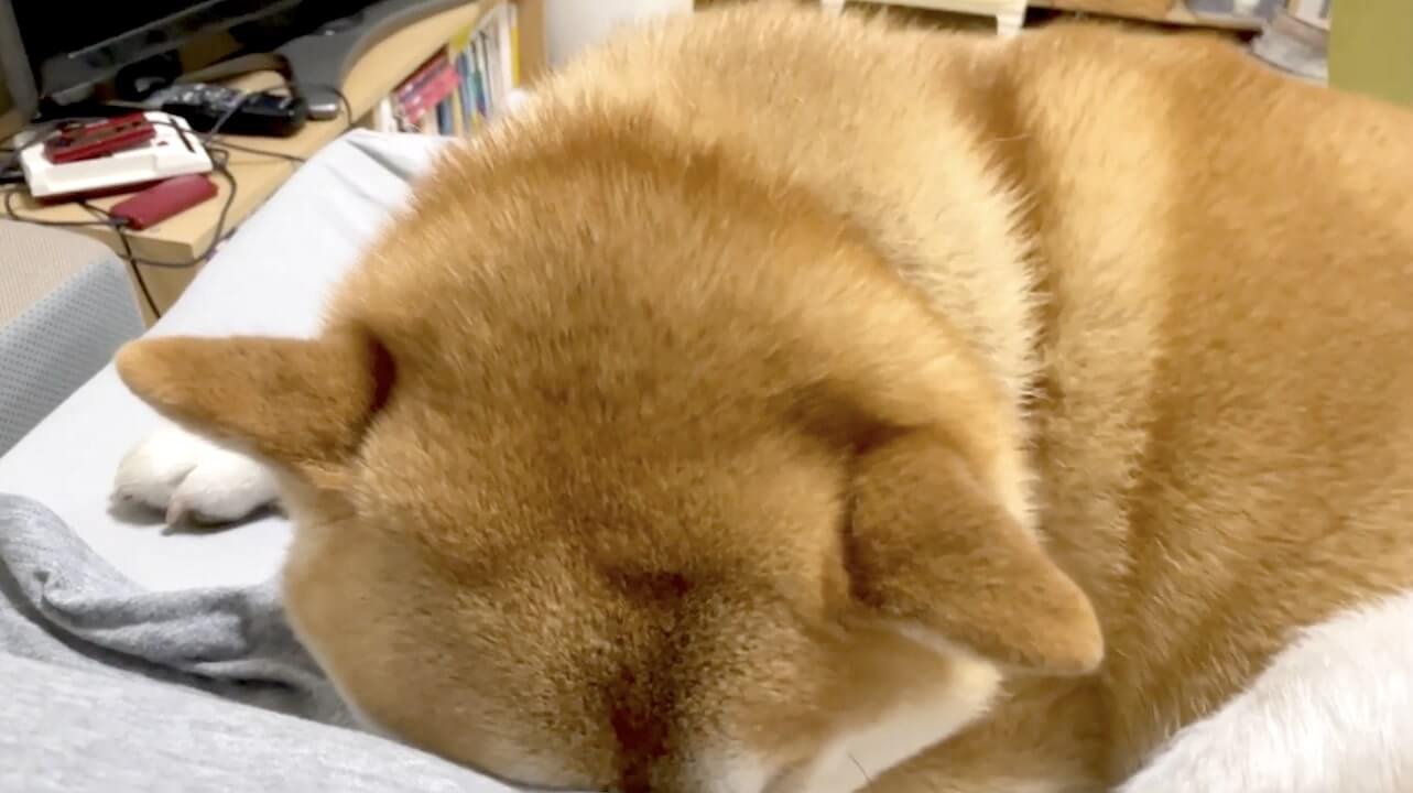 柴犬,YouTube