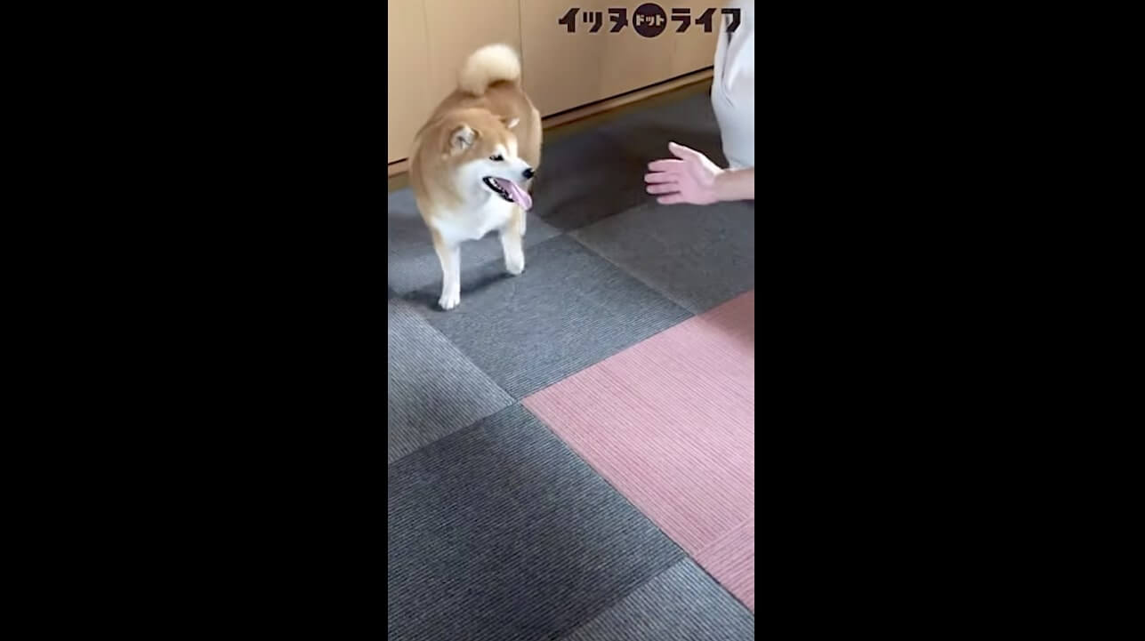 柴犬,動画,イッヌドットライフ