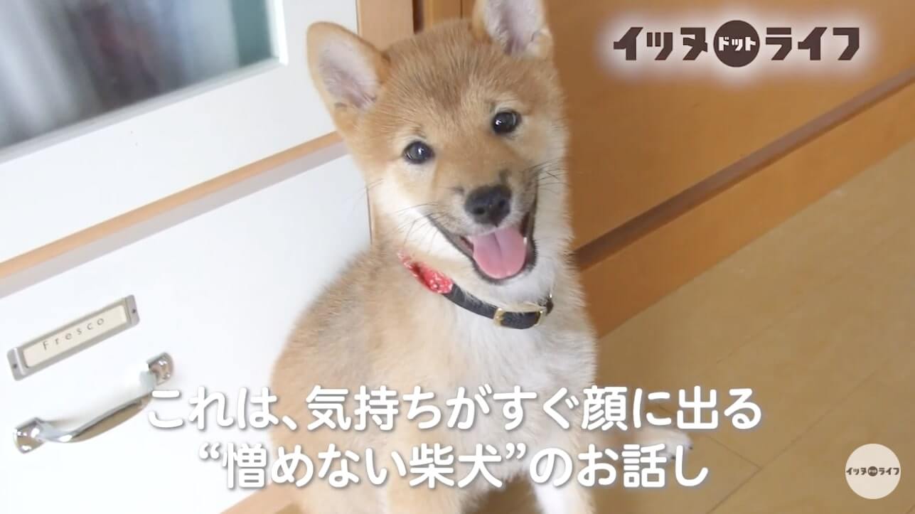 柴犬,動画,イッヌドットライフ