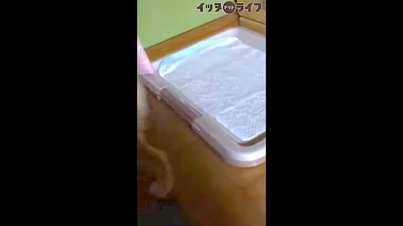 柴犬,動画,イッヌドットライフ