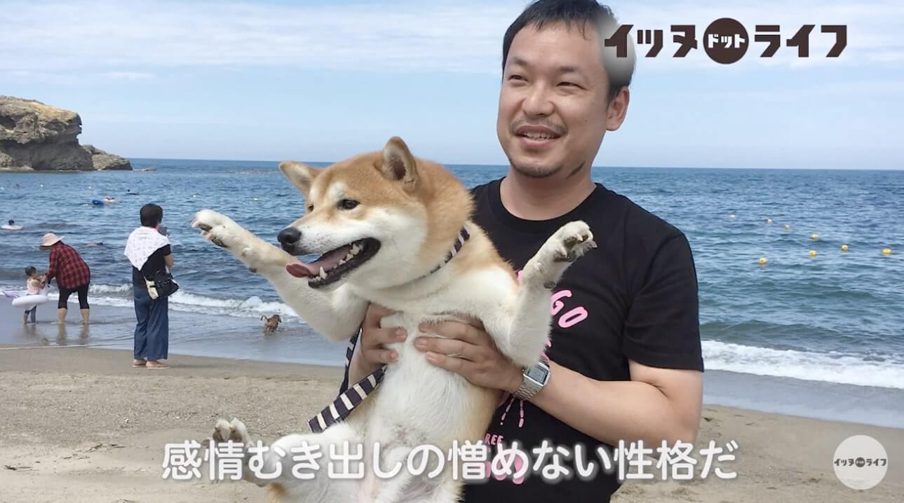 柴犬,動画,イッヌドットライフ