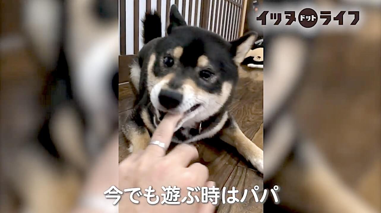 柴犬,動画,イッヌドットライフ