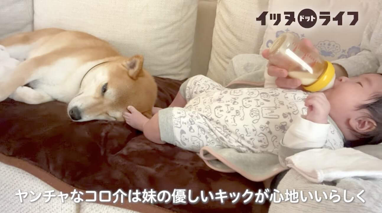 柴犬,動画,イッヌドットライフ
