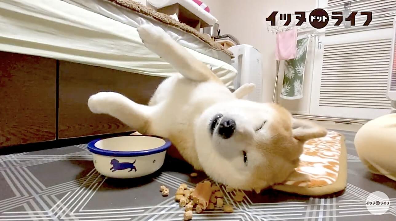 柴犬,動画,イッヌドットライフ