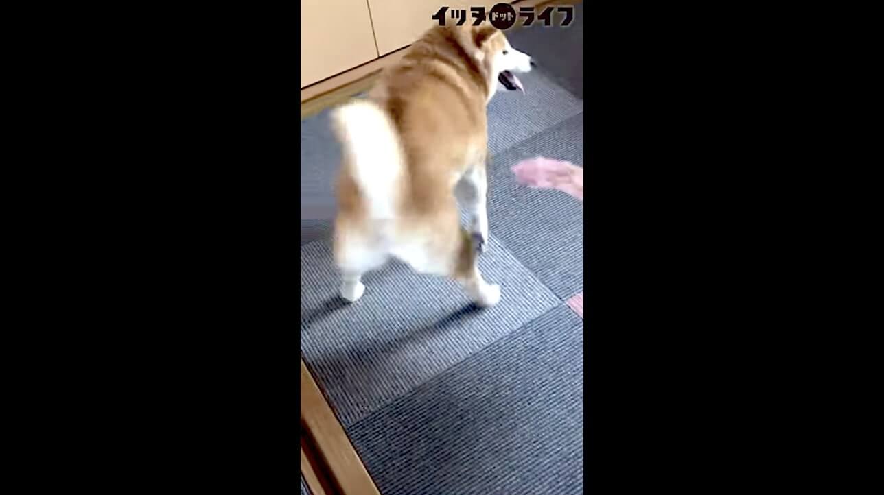 柴犬,動画,イッヌドットライフ