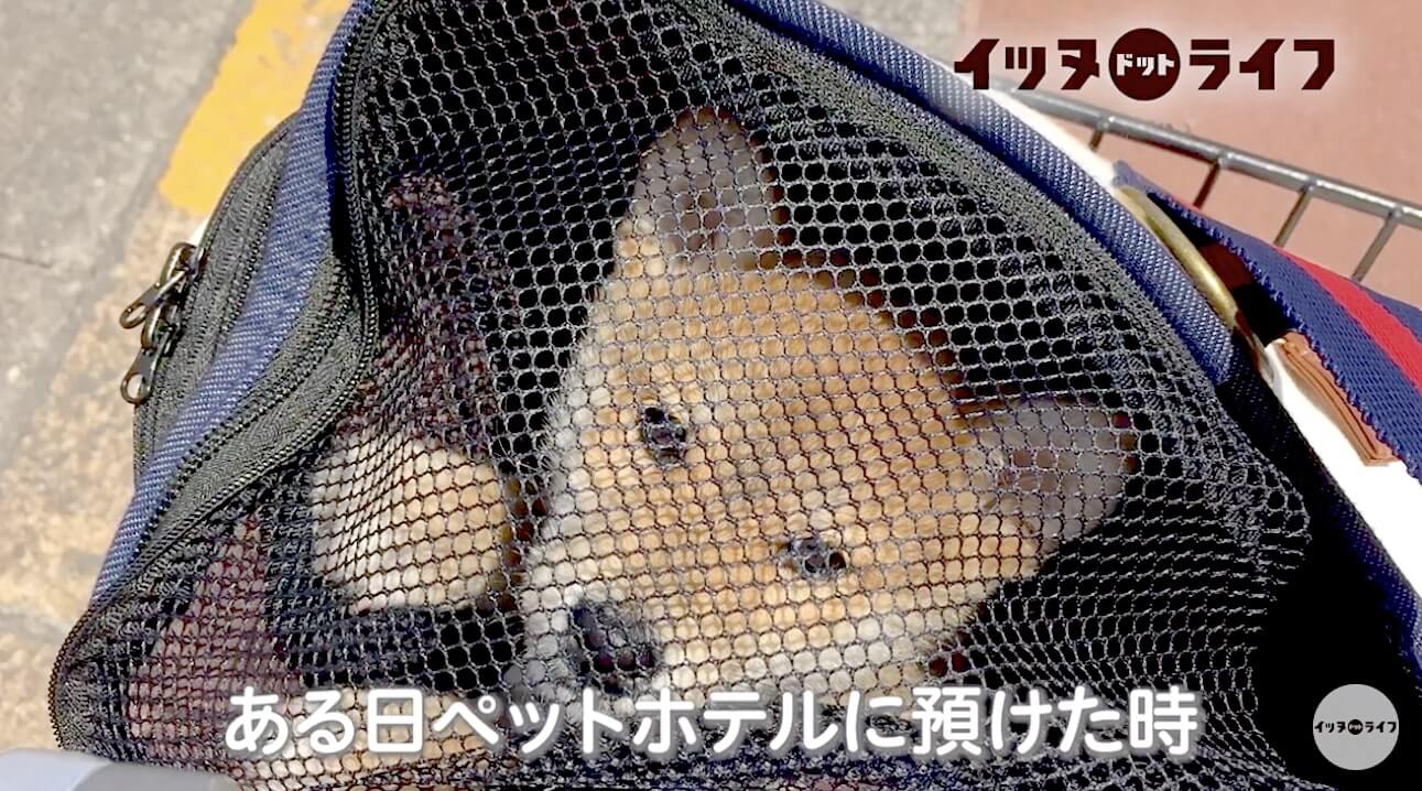 柴犬,動画,イッヌドットライフ