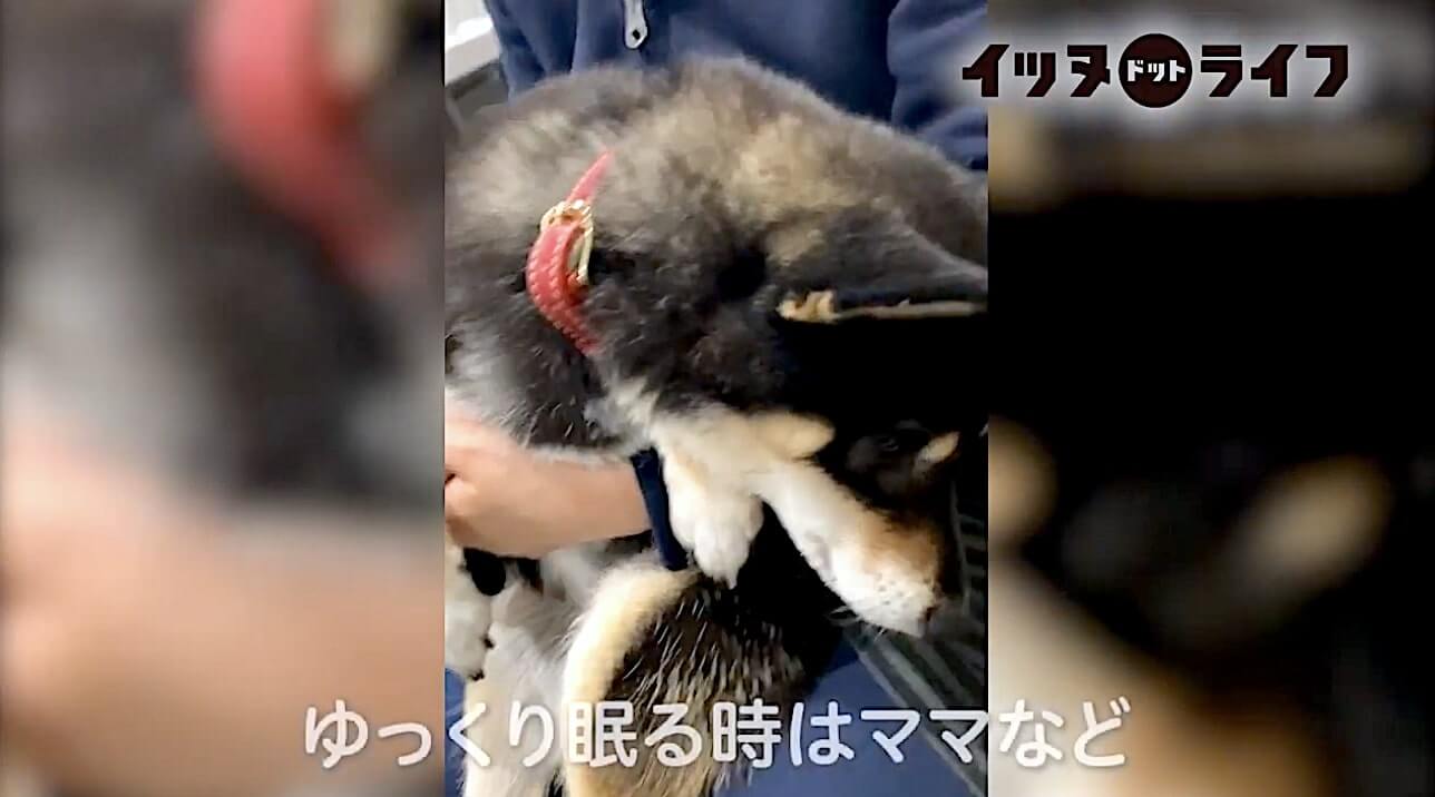 柴犬,動画,イッヌドットライフ