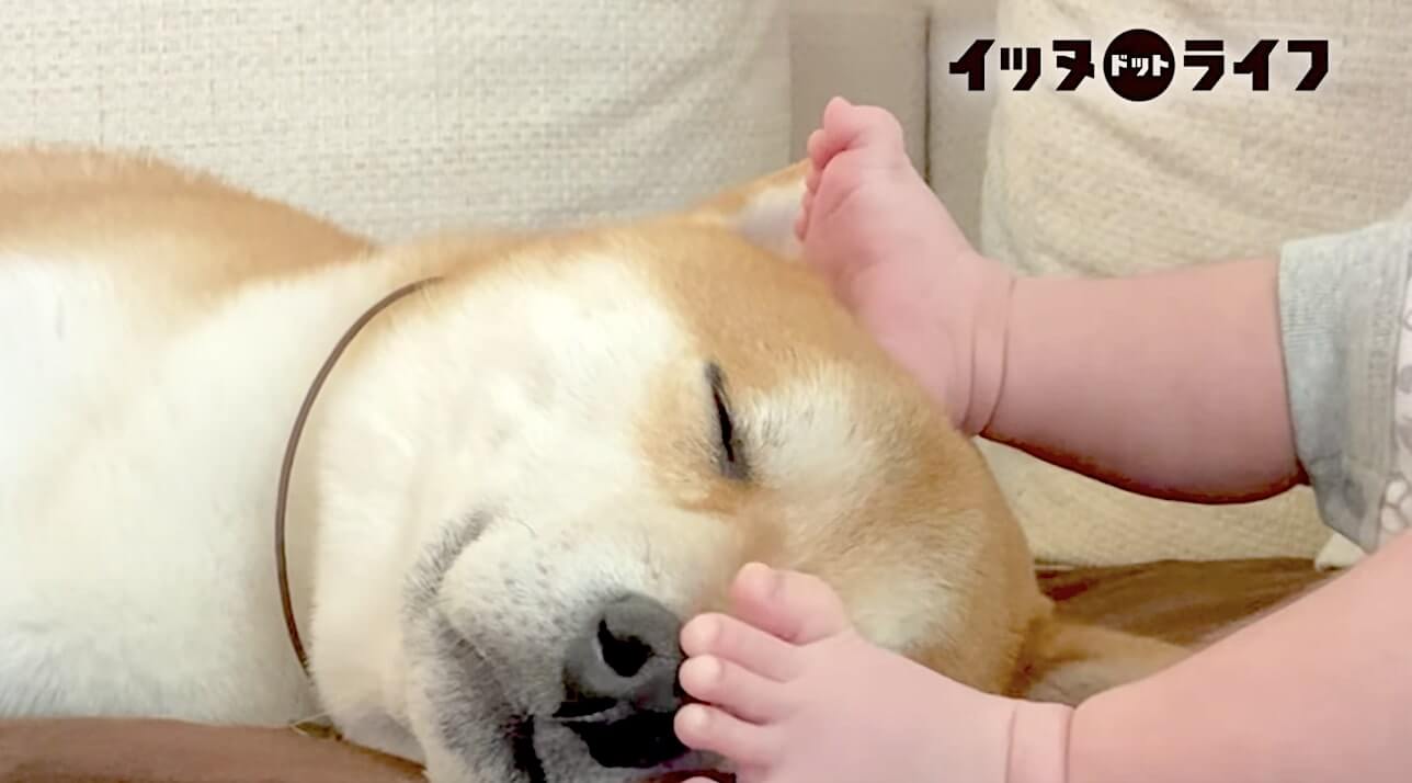 柴犬,動画,イッヌドットライフ