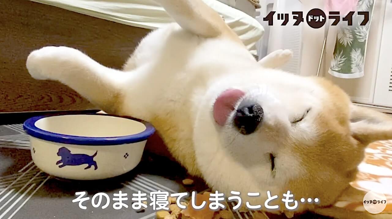 柴犬,動画,イッヌドットライフ