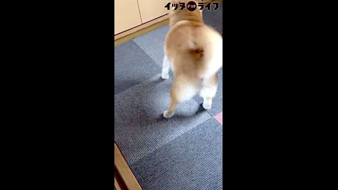 柴犬,動画,イッヌドットライフ