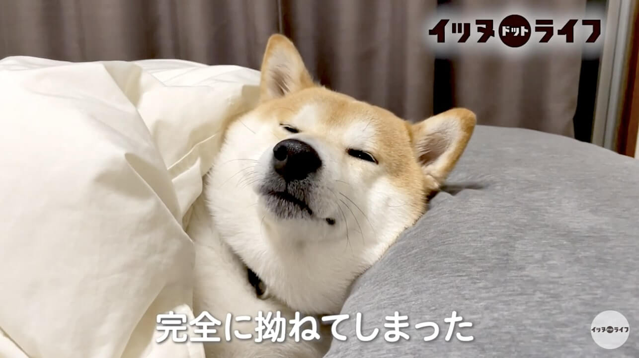 柴犬,動画,イッヌドットライフ
