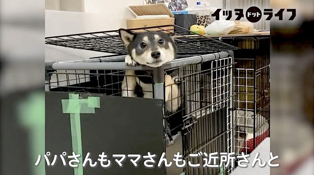 柴犬,動画,イッヌドットライフ