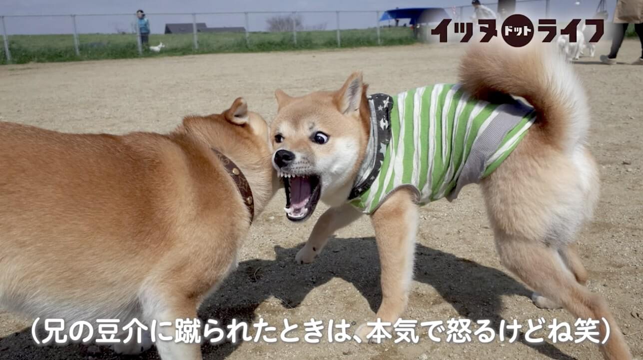 柴犬,動画,イッヌドットライフ